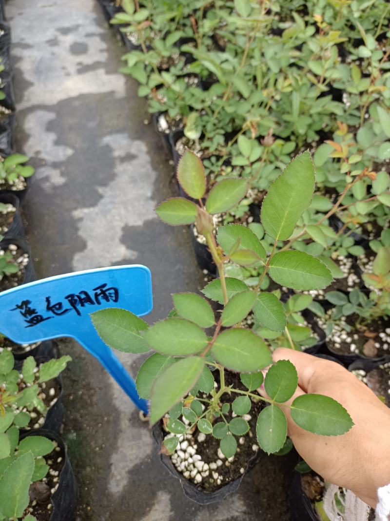 藤本月季蓝色阴雨阳台庭院小型爬藤蔷薇花苗多头四季开花垂吊