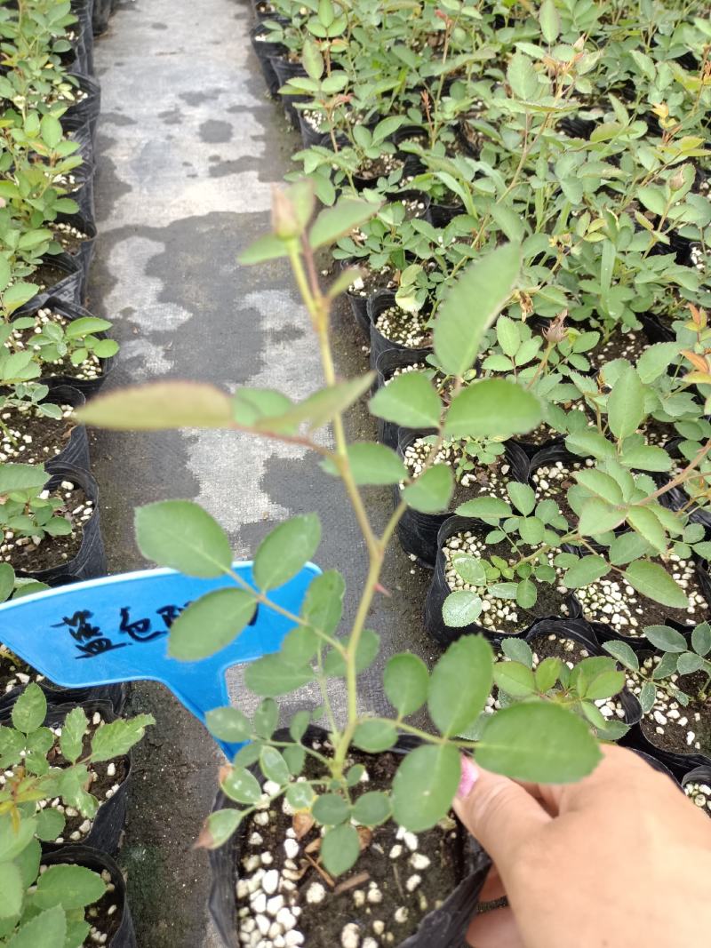 藤本月季蓝色阴雨阳台庭院小型爬藤蔷薇花苗多头四季开花垂吊