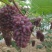 暖冷棚茉莉香葡萄和着色香葡萄4一6月份大量上市