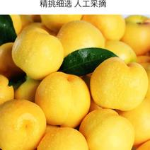 【特选推荐】山东黄金油桃非黄毛桃一件新鲜现摘现发