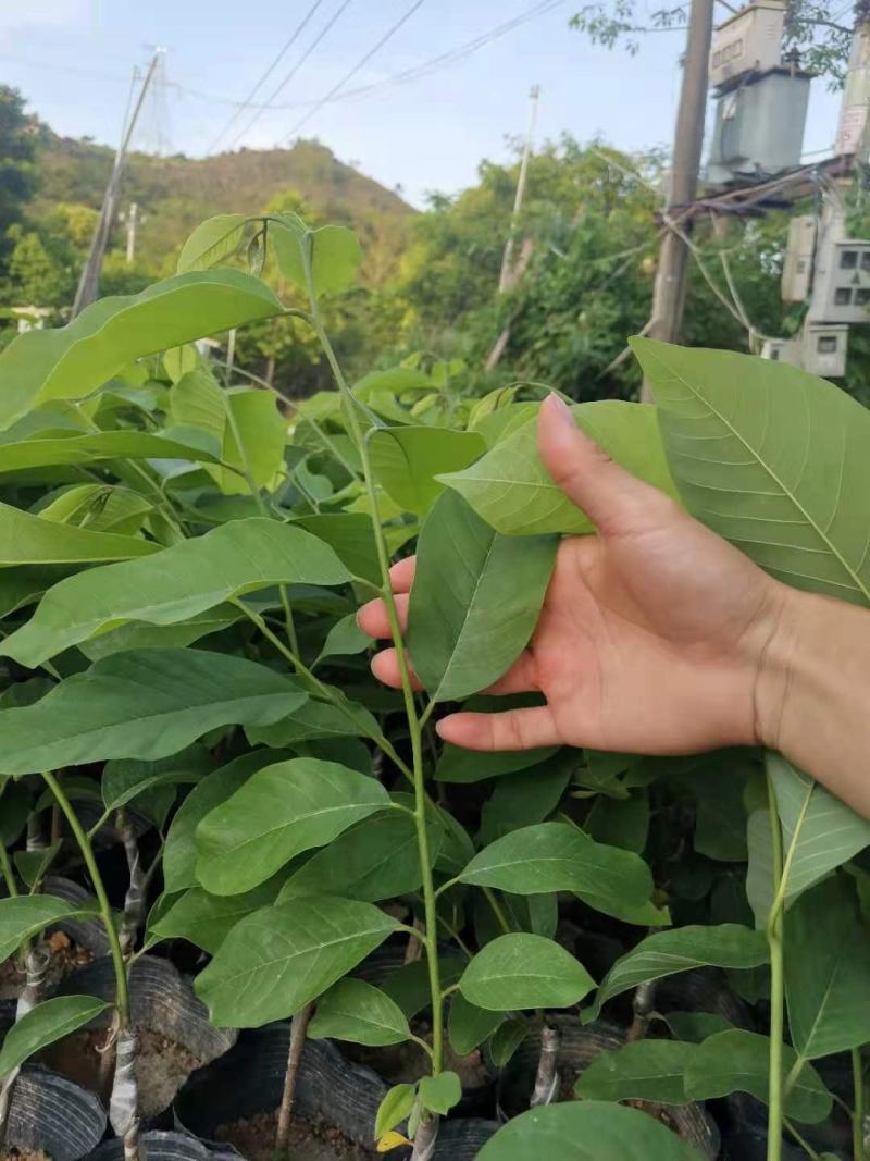 台湾凤梨释迦苗（番荔枝、林檎），提供技术指导