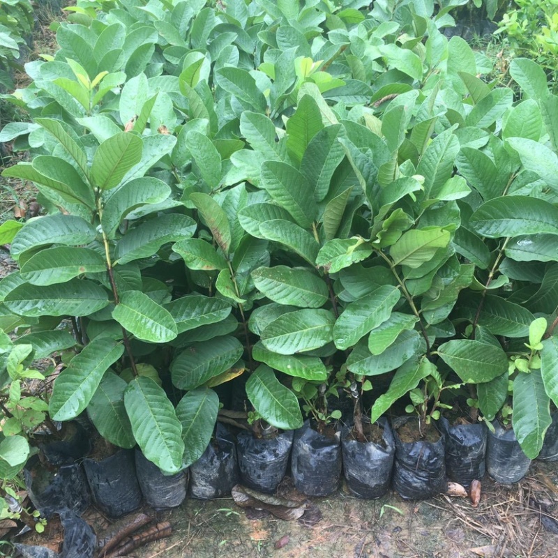 芭乐苗红心芭乐番石榴