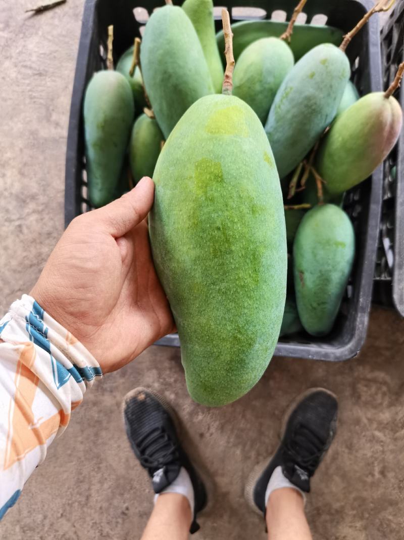 大青芒