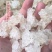 拉丝雪燕产地货源冰糖雪燕不拉丝雪燕植物燕窝