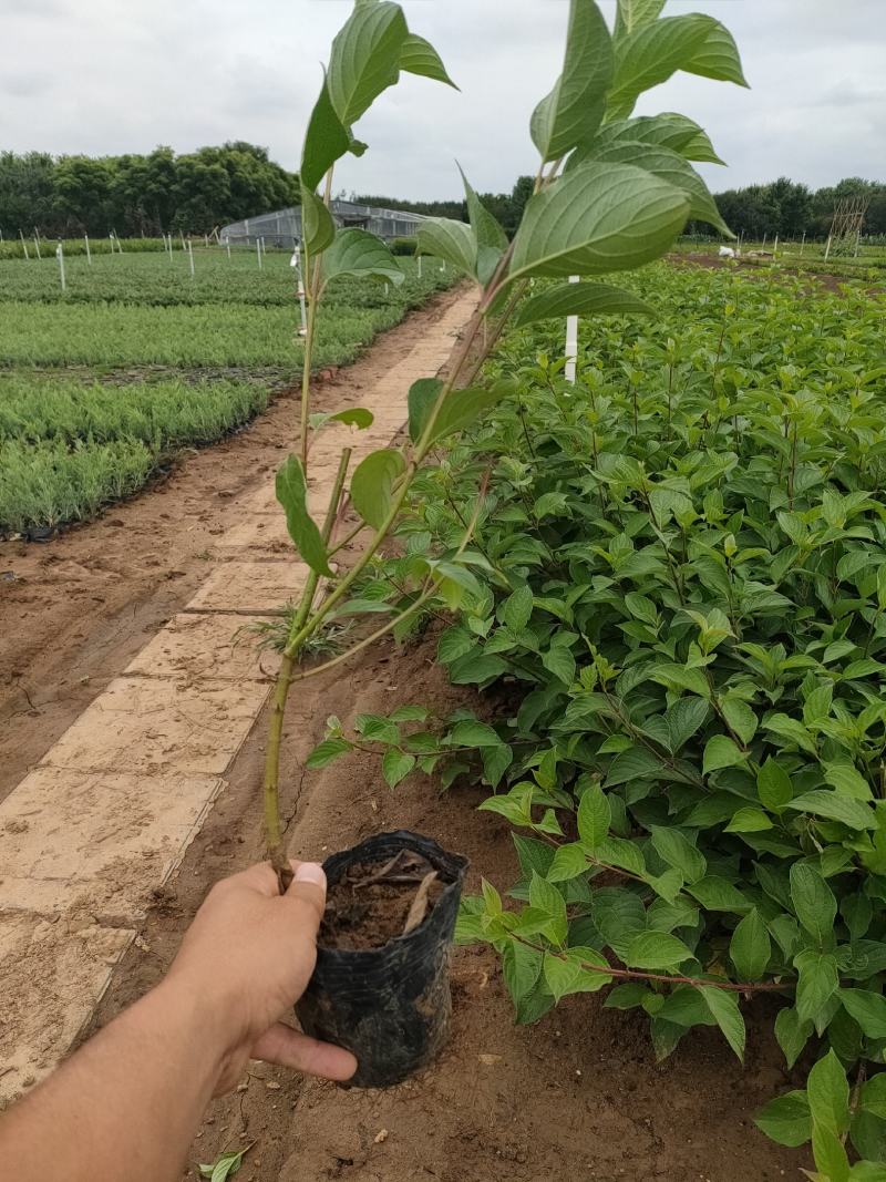 红瑞木杯苗，红瑞木大田土球苗，红瑞木工程苗，红瑞木基地
