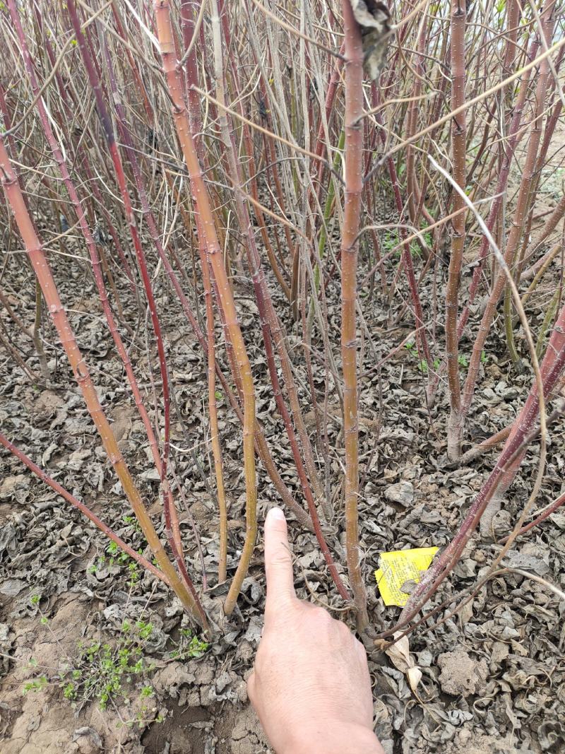 红瑞木杯苗，红瑞木大田土球苗，红瑞木工程苗，红瑞木基地