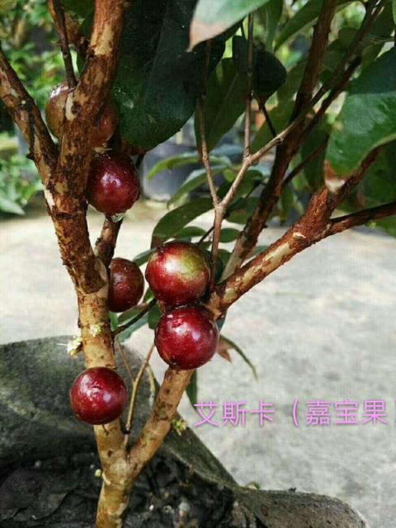 树葡萄苗嘉宝果苗