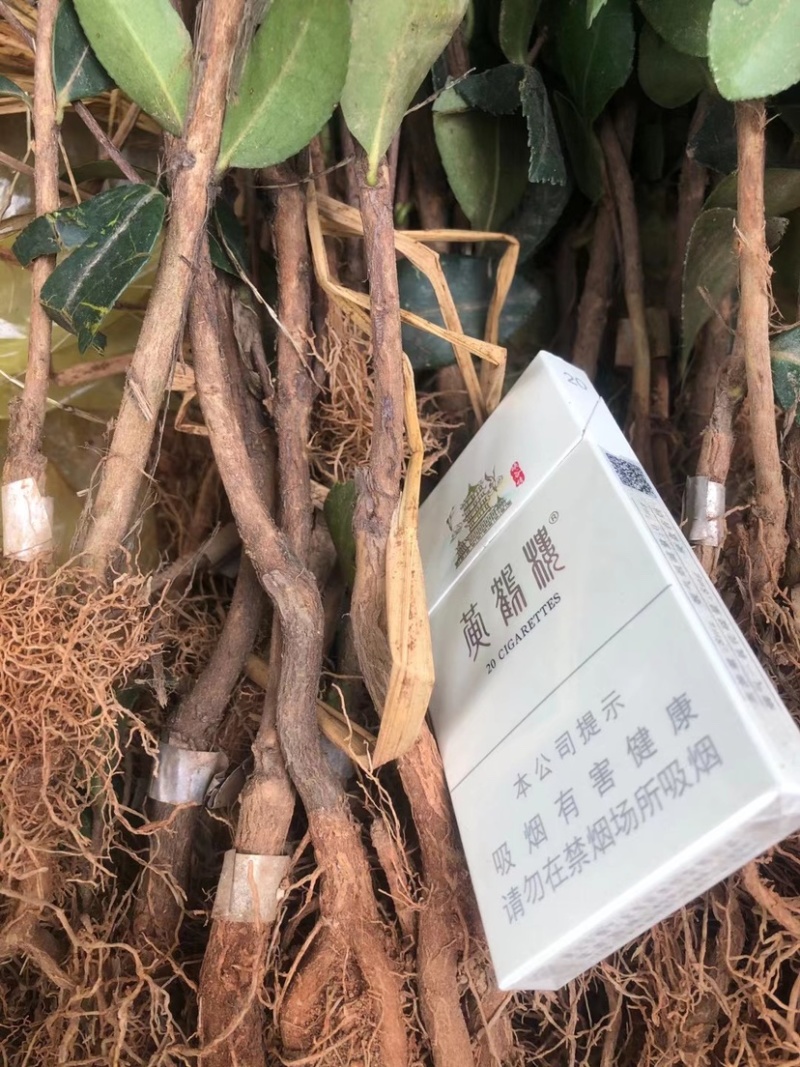 油茶苗