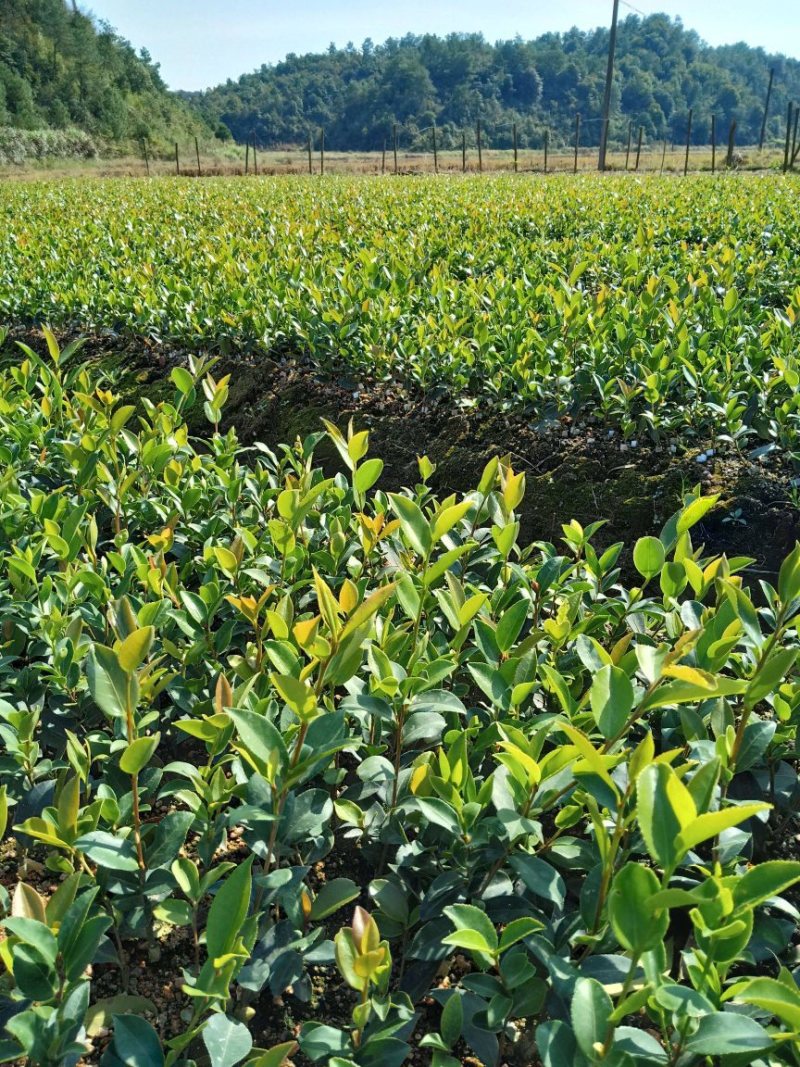 油茶苗