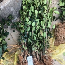 油茶苗