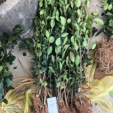 油茶苗