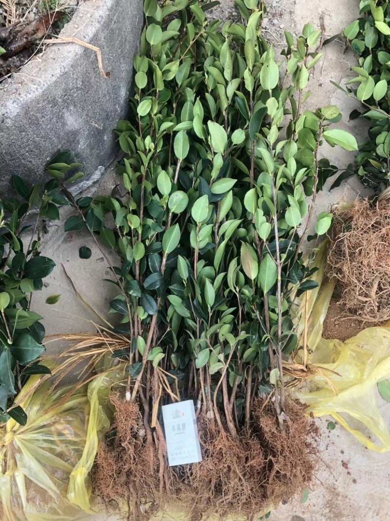 油茶苗