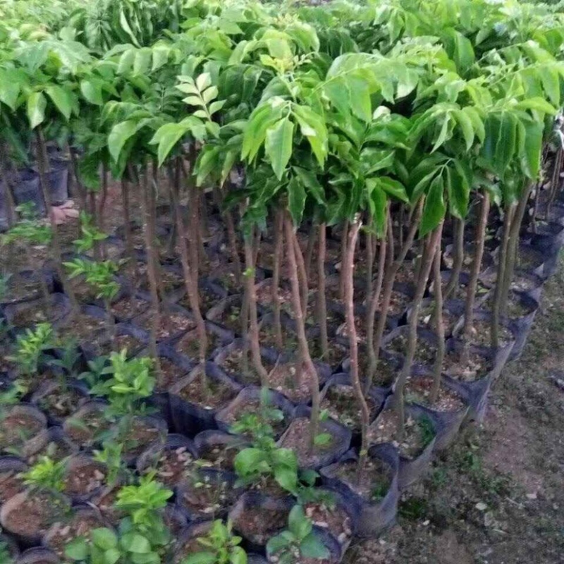 黄皮果苗