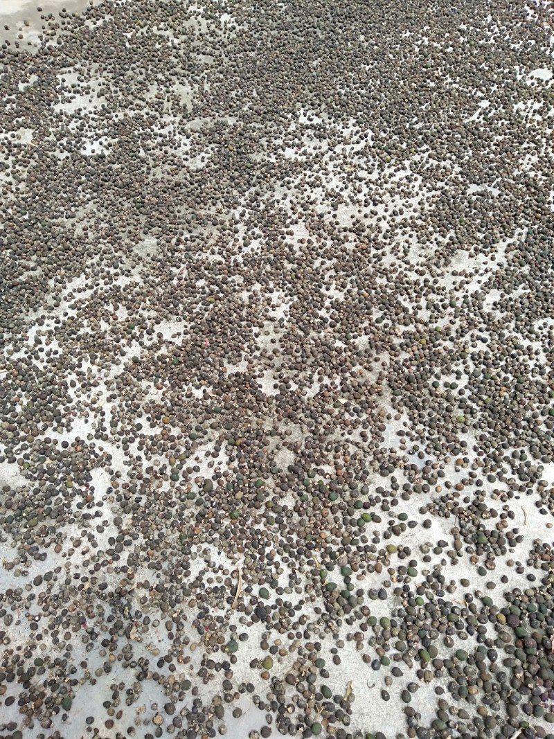 枳实