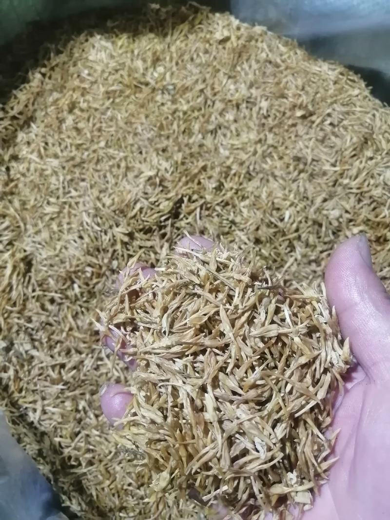 素馨花苗