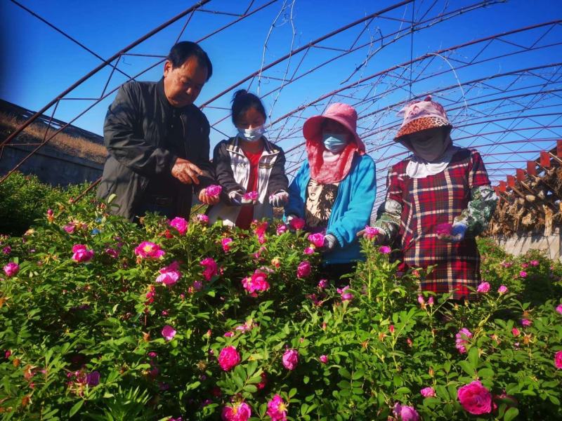 新疆伊犁千叶玫瑰纯露法国香型