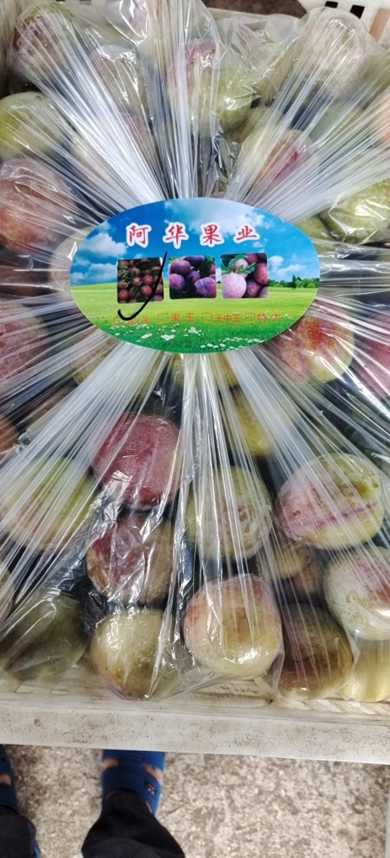 李子，芙蓉李