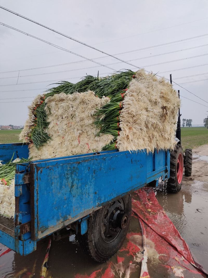 东北一点红蒜苗大量上市了。有需要的联系我