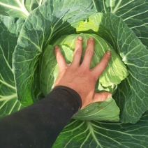 圆包菜