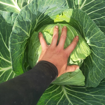 圆包菜