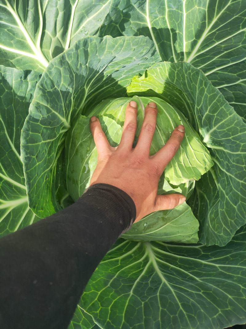 圆包菜