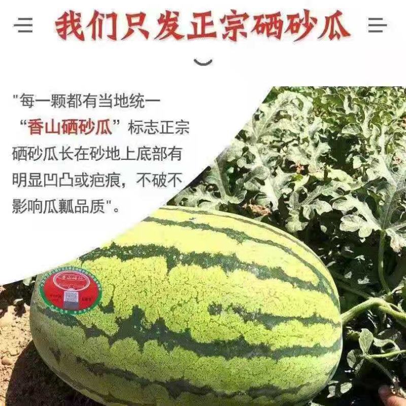 【优选】宁夏硒砂瓜精品货源保证质量代办个头大全国发货