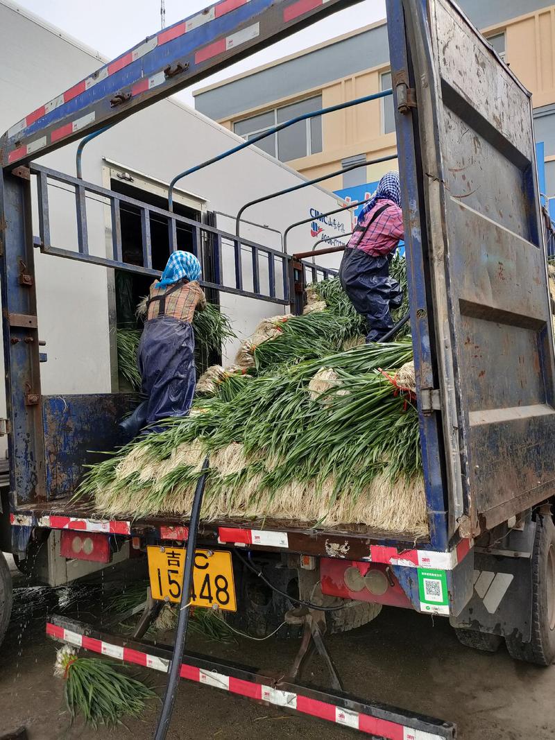 推荐】吉林一点红蒜苗大量有货火热热卖中蒜苗质量好价格低，