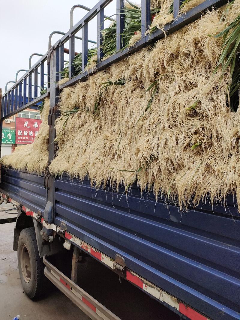 推荐】吉林一点红蒜苗大量有货火热热卖中蒜苗质量好价格低，