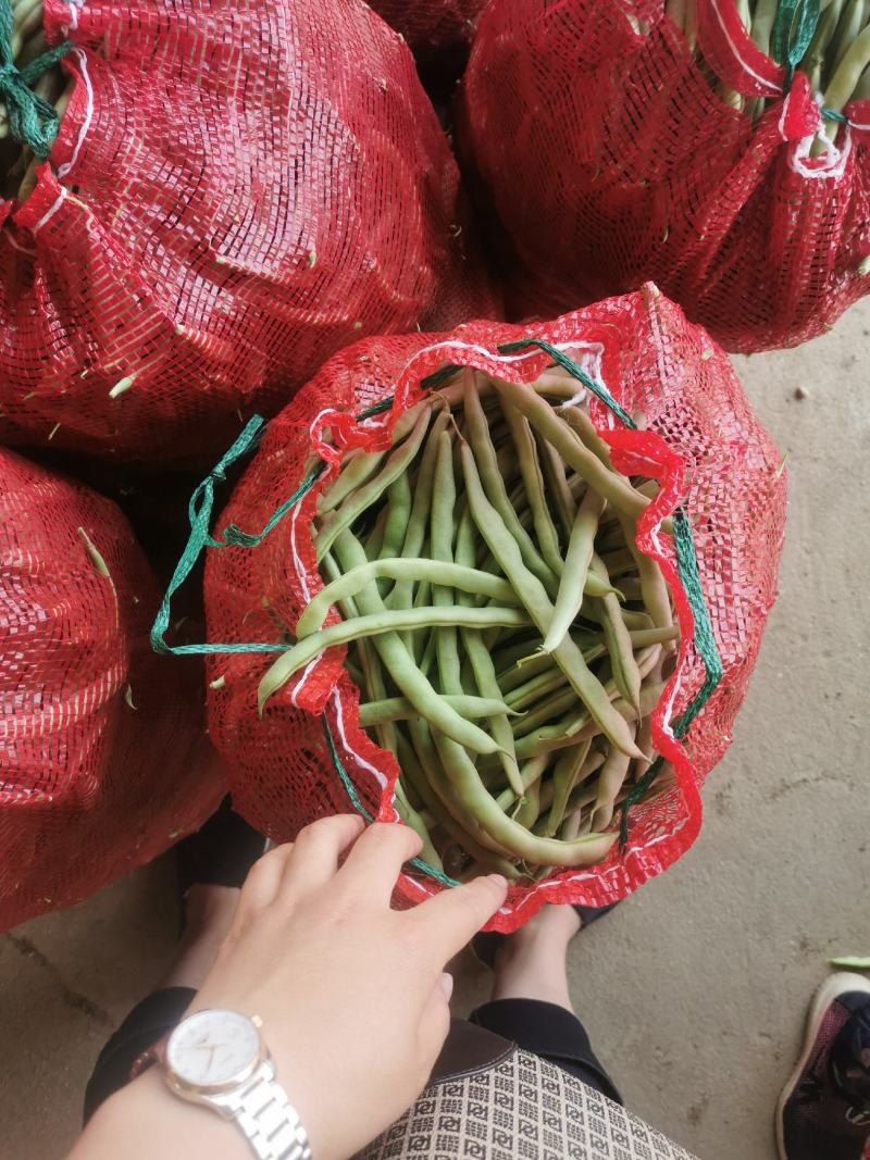 豆角大量上市.质量好.品质优