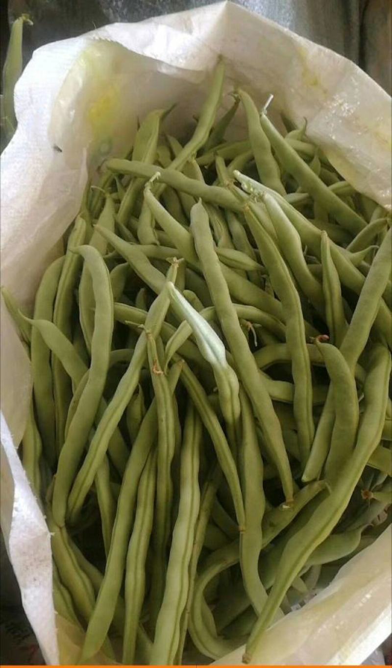 豆角大量上市.质量好.品质优