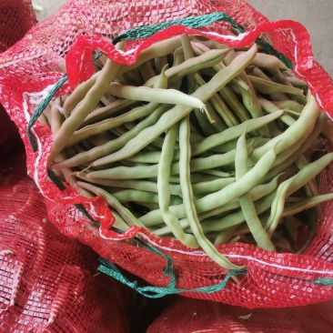 豆角大量上市.质量好.品质优