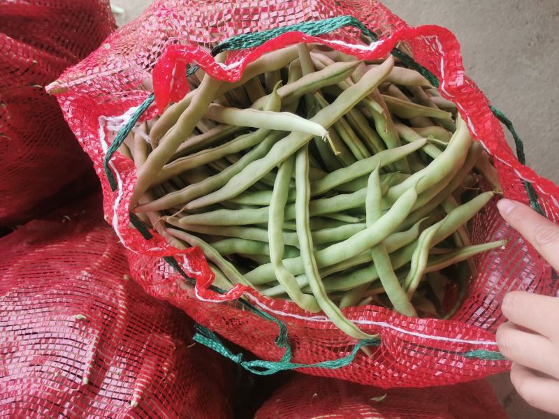 豆角大量上市.质量好.品质优
