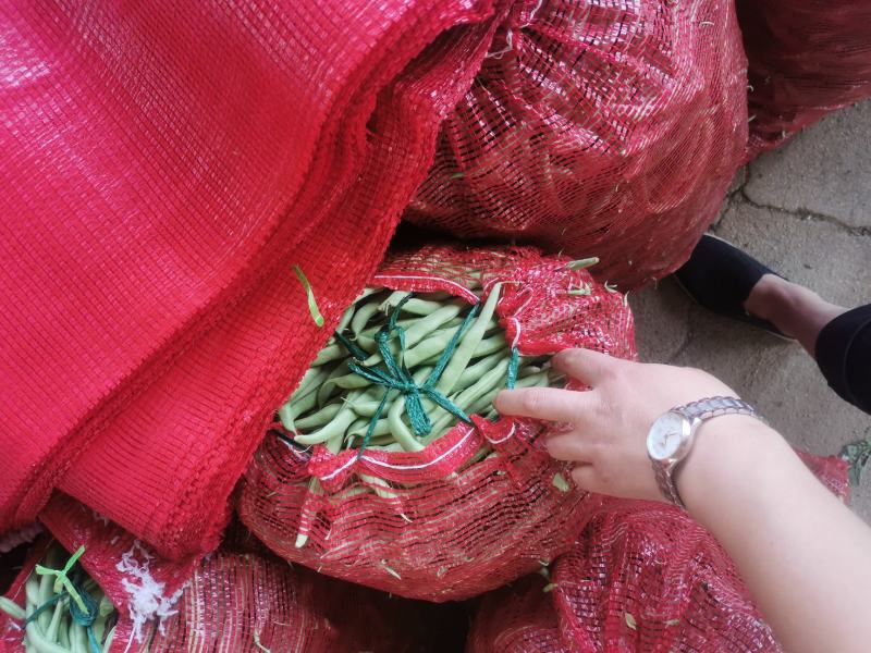 豆角大量上市.质量好.品质优