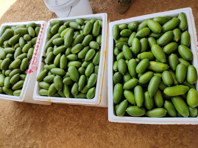 台湾四季香水柠檬