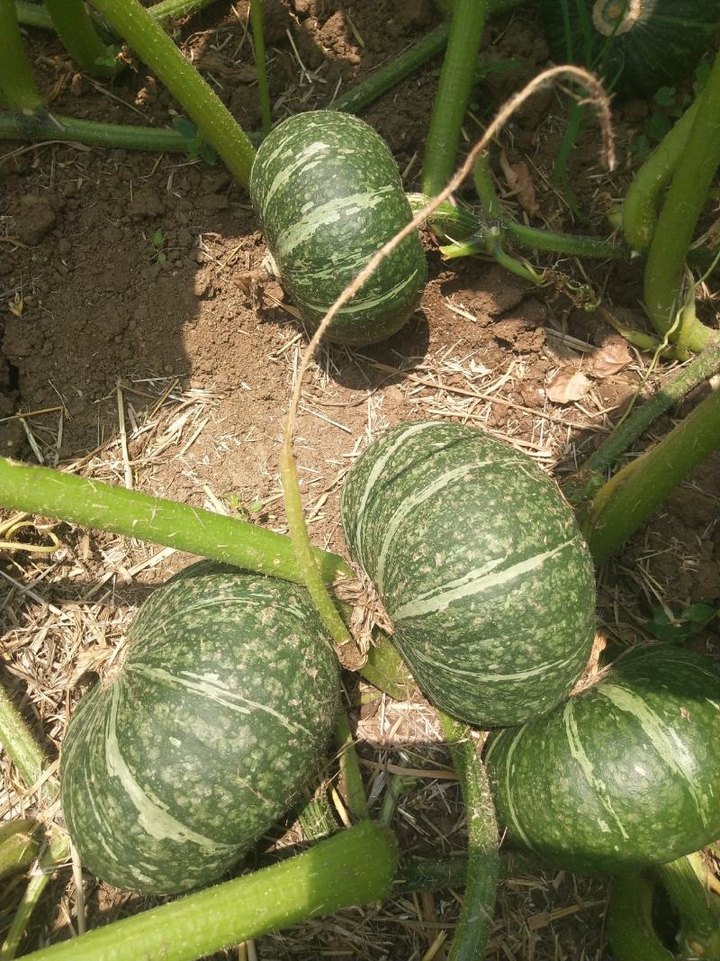 瓜果蔬菜购销