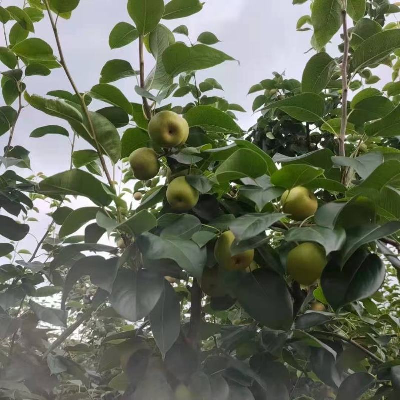 代销福建江西湖南翠冠梨欢迎有货的老板对接代销