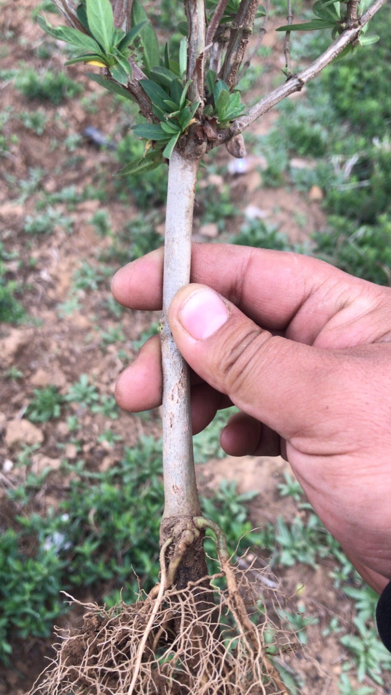 新育二号金银花苗新品种20天不开花，省时省力，花集中