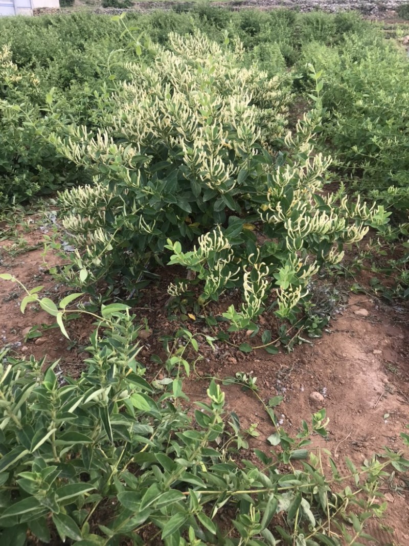新育二号金银花苗新品种20天不开花，省时省力，花集中