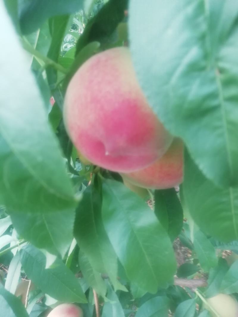 顺丰果业，向各位用户提供各种毛桃，口感好，价格低。欢迎您