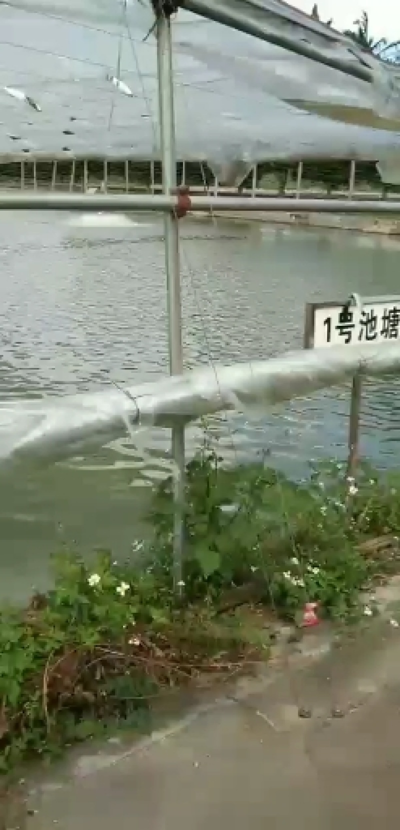 青竹鱼苗，自产自销，快大好养，技术指导，线上交易有保障。