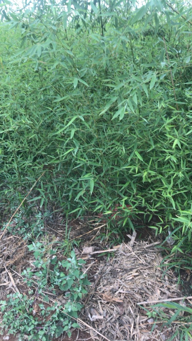 竹苗。银环竹。大竹子。小竹子等各种竹子