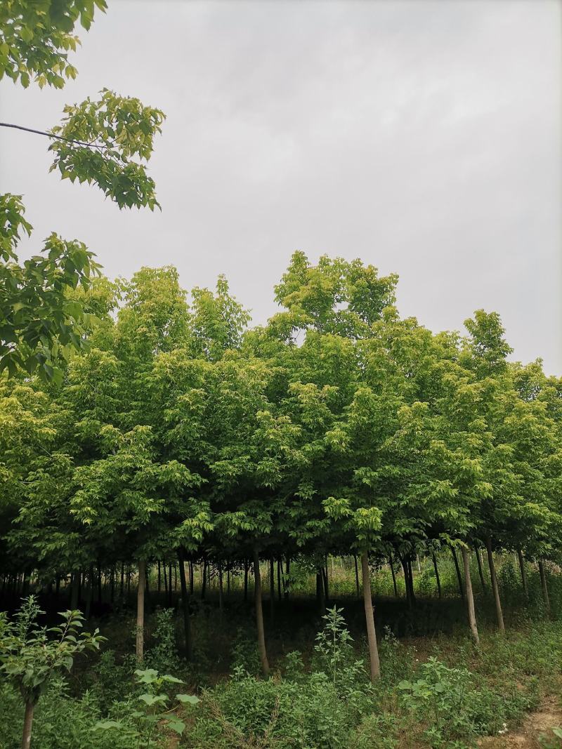 苗木金叶复叶槭
