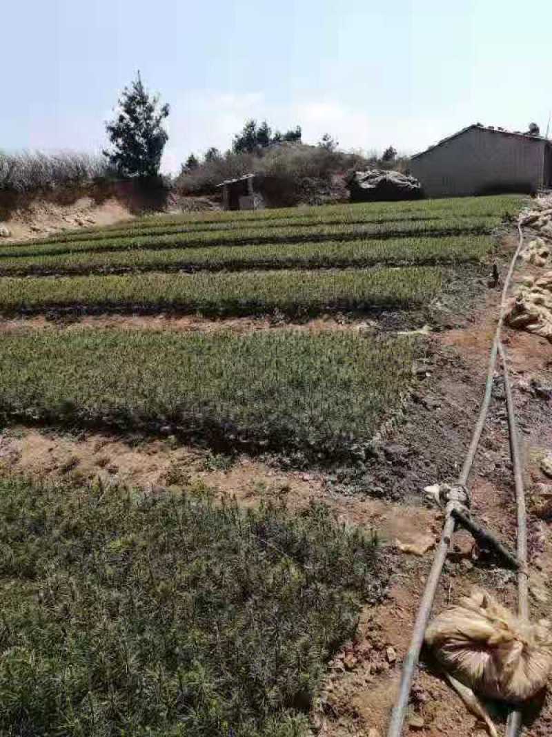 大量供应华山松
