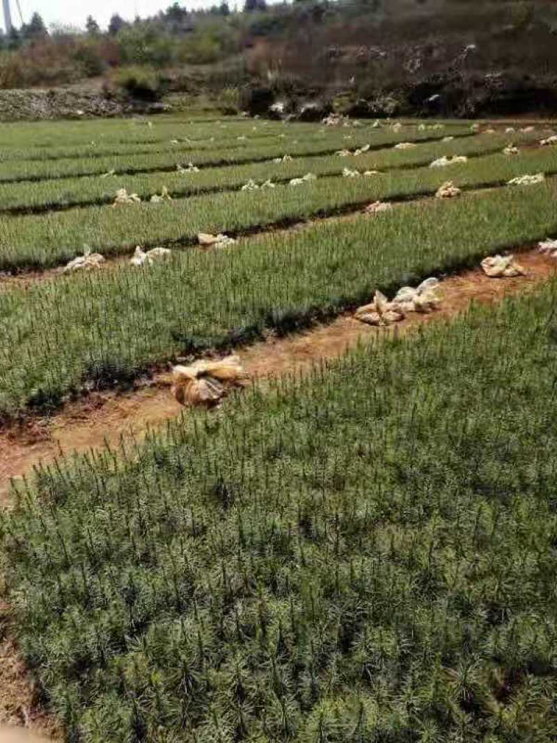 大量供应华山松