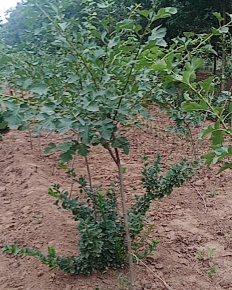 山楂树