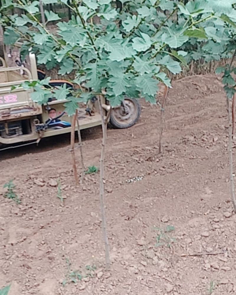 山楂树