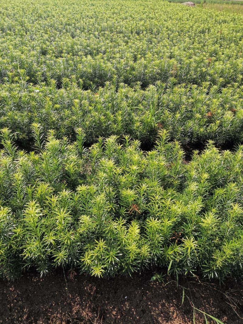 罗汉松苗，中叶小苗，芽苗，罗汉松地苗，大小苗