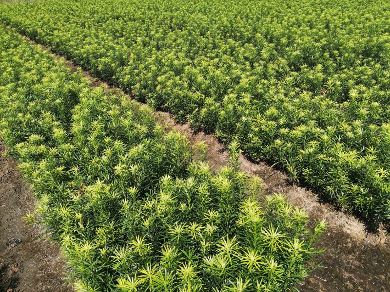 罗汉松苗，中叶小苗，芽苗，罗汉松地苗，大小苗