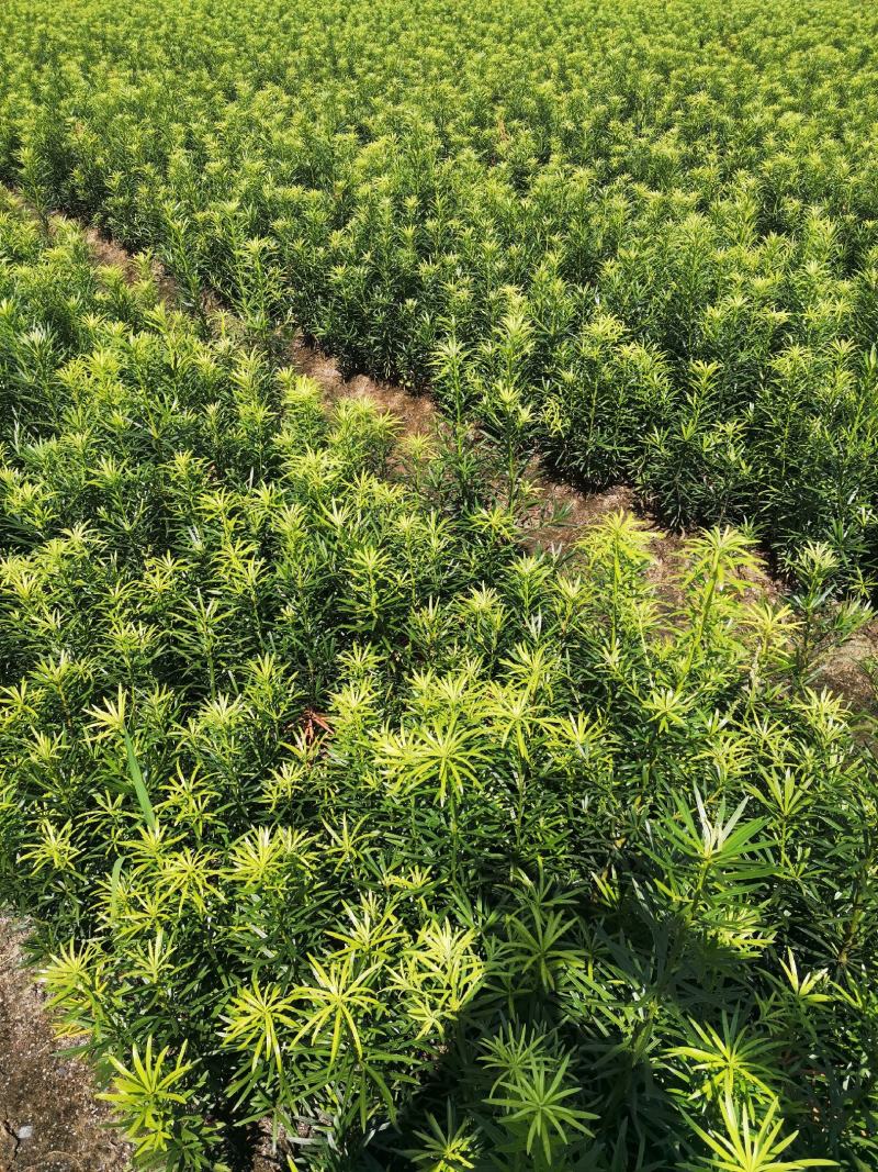 罗汉松苗，中叶小苗，芽苗，罗汉松地苗，大小苗