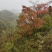 红囍湖养生旅游基地转让